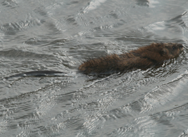 Common Muskrat